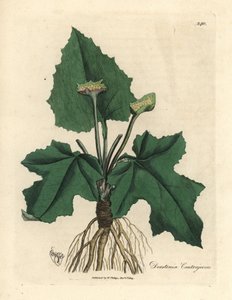 Wurzeln, Rhizom, Blätter und Blüte der Contrayerva, Dorstenia contrajerva von James Sowerby
