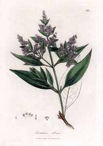 Sandelholz, Santalum album von James Sowerby