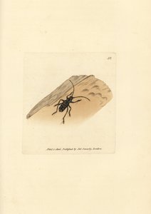 Sarosesthes fulminans Käfer (Cerambyx fulminans). Handkolorierter Kupferstich von James Sowerby aus The British Miscellany, oder Coloured figures of new, rare, or little known animal subjects. von James Sowerby
