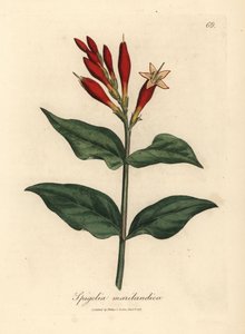 Scharlachrote Blüten der Indianerpink, Spigelia marilandica