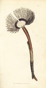 Seewurm, Amphitrite ventilabrum. Handkolorierter Kupferstich von James Sowerby aus The British Miscellany, or Coloured figures of new, rare, or little known animal subjects