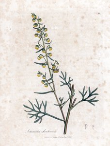 Semen Contra oder Semencine oder Beifuß von Judee - Santonica, Artemisia cina. Handkolorierte Kupferstichgravur von James Sowerby aus William Woodville und Sir William Jackson Hooker