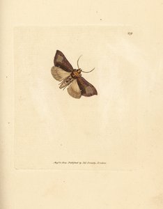 Schlanke, glänzende Brassels, Thysanoplusia orichalcea (Yorkshire glänzende Brassels-Motte; Phalaena Noctua aerifera). Handkolorierter Kupferstich von James Sowerby aus The British Miscellany, oder Coloured figures of new, rare, or little known animal subj von James Sowerby