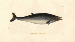 Sowerbys Schnabelwal, Mesoplodon bidens (Physeter bidens, Zweizahn-Pottwal). Handkolorierte Kupferstichgravur von James Sowerby aus The British Miscellany, or Coloured figures of new, rare, or little known animal subjects von James Sowerby