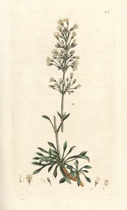 Spanisches Leimkraut, Silene otites von James Sowerby