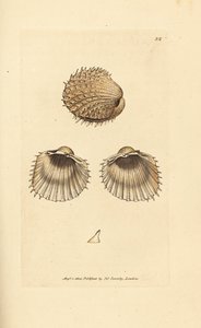 Stacheliges Herzmuschel, Acanthocardia aculeata von James Sowerby