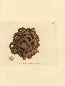 Schwamm, Haliclona cinerea (Gitter-Schwamm, Spongia cancellata). Handkolorierte Kupferstichgravur von James Sowerby aus The British Miscellany, oder Coloured figures of new, rare, or little known animal subjects.