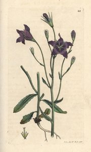Wiesen-Glockenblume, Campanula patula. Handkolorierter Kupferstich nach einer Illustration von James Sowerby aus James Smiths English Botany, London