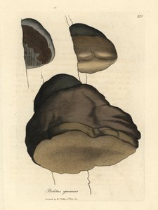 Zunderschwamm oder Agaric-Pilz, Boletus igniarius