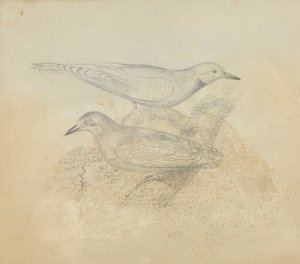 Zwei Vögel auf einem Ast