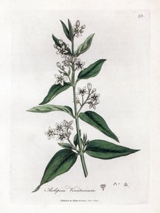 Schwalbenwurz, Asclepias vincetoxicum von James Sowerby