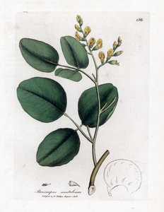 Varietät der Fabaceae (Hülsenfrüchtler) - Rotes Sandelholz, Pterocarpus santalinus von James Sowerby