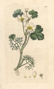 Wasser-Hahnenfuß, Ranunculus aquatilis