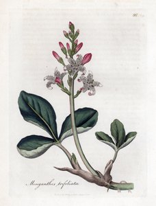 Fieberklee, Menyanthes trifoliata von James Sowerby