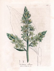Weißes Veratre (ehemals weißer Nieswurz) - Weißer Nieswurz, Veratrum album. Handkolorierte Kupferstichgravur von James Sowerby aus William Woodville und Sir William Jackson Hooker