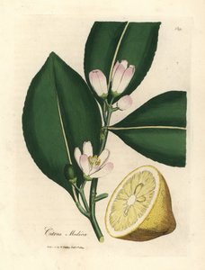 Weiße Blüte und reife Frucht des Zitronenbaums, Citrus medica von James Sowerby