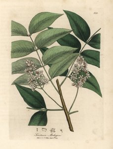 Weiß blühender Mahagonibaum, Swietenia mahogani von James Sowerby