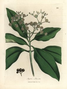 Weißblühender Pimentbaum, Myrtus pimenta von James Sowerby