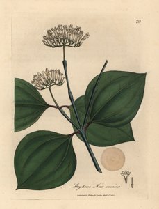 Weiße Blüten der Brechnuss, Strychnos nux vomica