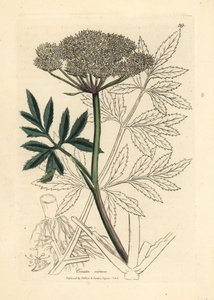 Weiß blühender Wasserschierling, Cicuta virosa
