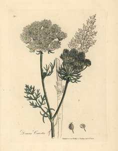 Weißblühende wilde Karottenpflanze, Daucus carota