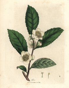 Weiße Blüten und grüne Teeblätter, Thea bohea, Camellia sinensis