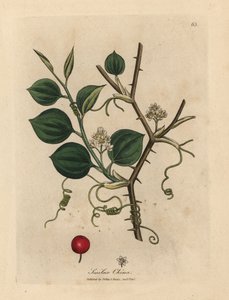 Weiße Blüten, Ranken und rote Beere der Chinesischen Smilax
