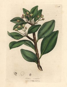 Winterrindenbaum, Wintera aromatica, Drimys winteri