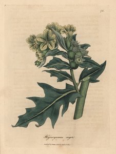 Gelbblühender Schwarzer Bilsenkraut, Hyoscyamus niger
