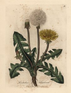 Gelbblühender Löwenzahn, Leontodon taraxacum