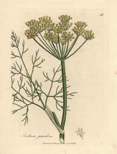 Gelbblühender Dill, Anethum graveolens