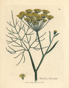 Gelb blühender Fenchel, Anethum foeniculum von James Sowerby