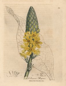 Gelbblühender Großblättriger Königskerze, Verbascum thapsus