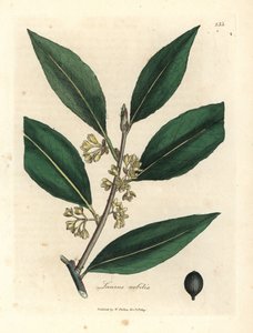 Gelbblühender Lorbeer, Laurus nobilis