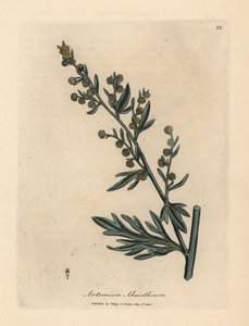 Gelb blühender Wermut, Artemisia absinthium