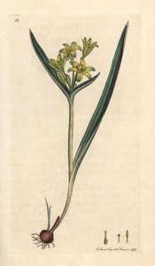 Gelber Milchstern, Gagea lutea. Handkolorierter Kupferstich nach einer Illustration von James Sowerby aus James Smiths English Botany, London