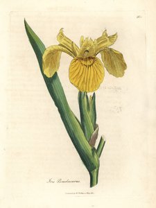 Gelbe Schwertlilie, Iris pseudocorus von James Sowerby