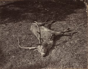 Der königliche Hirsch, ca. 1870 von James Valentine