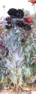 Schwarze und purpurrote Islandmohnblumen von James Valentine Jelley
