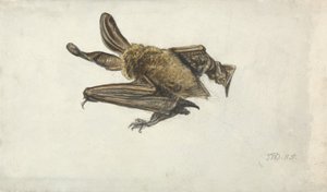 Eine Fledermaus