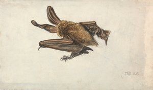 Eine Fledermaus von James Ward