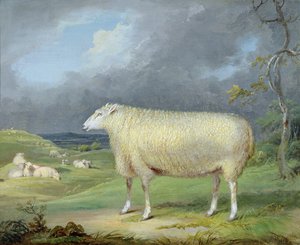 Eine Border Leicester Ewe von James Ward