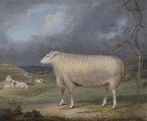 Eine Border-Leicester-Mutter