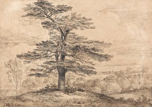 Eine Zeder auf einem Hügel mit einer Herde Hirsche im Schatten von James Ward