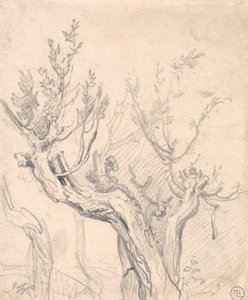 Ein knorriger Baum