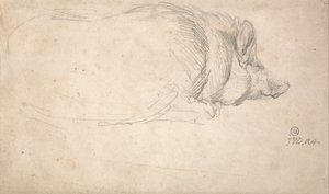 Ein schlafendes Schwein von James Ward