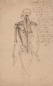 Zeichnung eines menschlichen Skeletts von James Ward