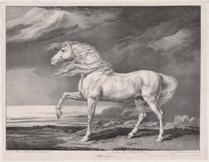 Vierzehn berühmte Pferde: Adonis von James Ward