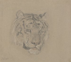 Kopf eines Tigers von James Ward