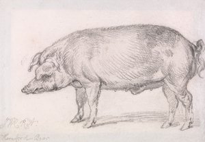 Hereford-Eber von James Ward